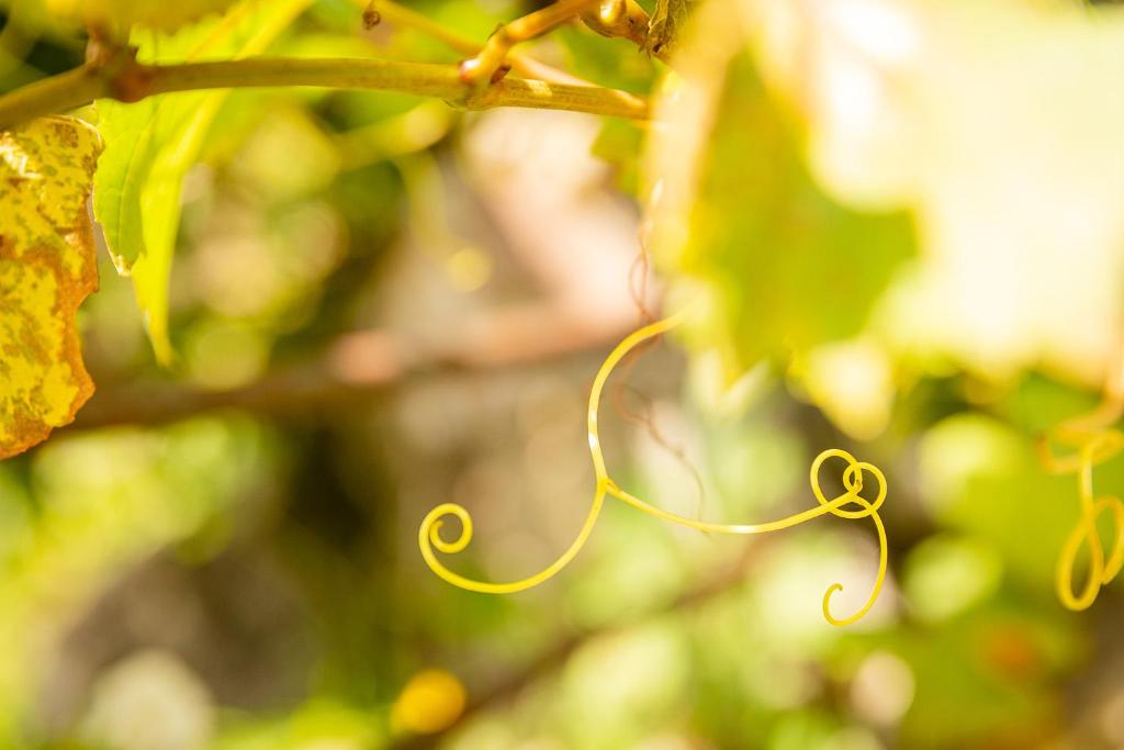 Le Grenier du Photographe – photo 29