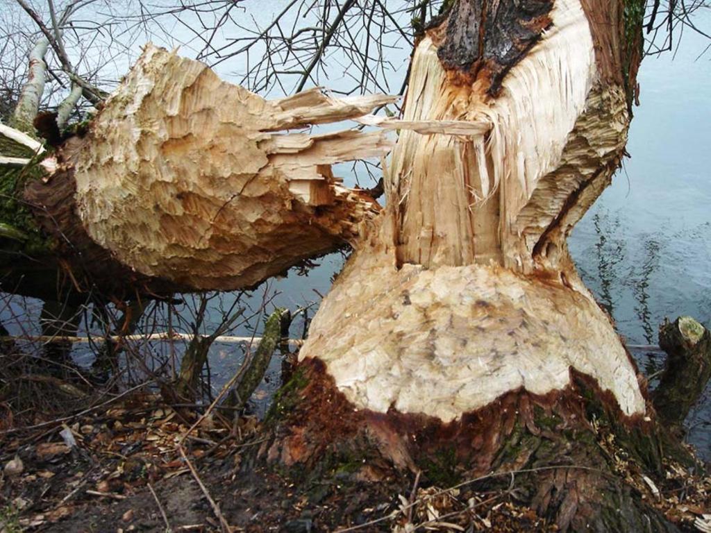 Příroda nedaleko penzionu – hostince
