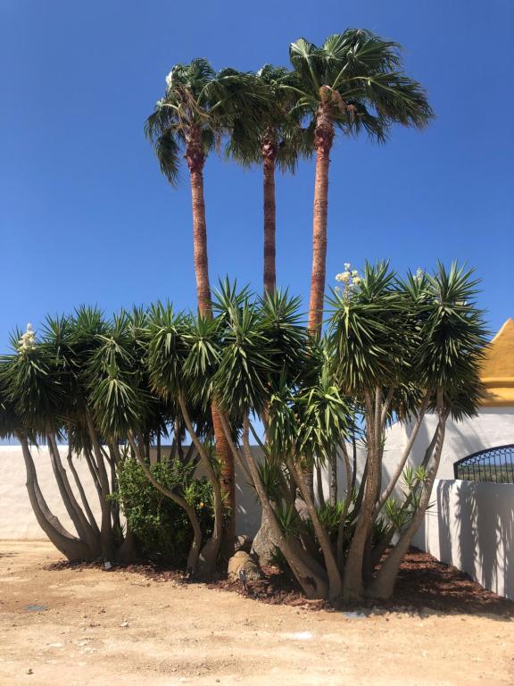 a row of palm trees on the beach at Hacienda Soto-Hego Haizea in Chiclana de la Frontera