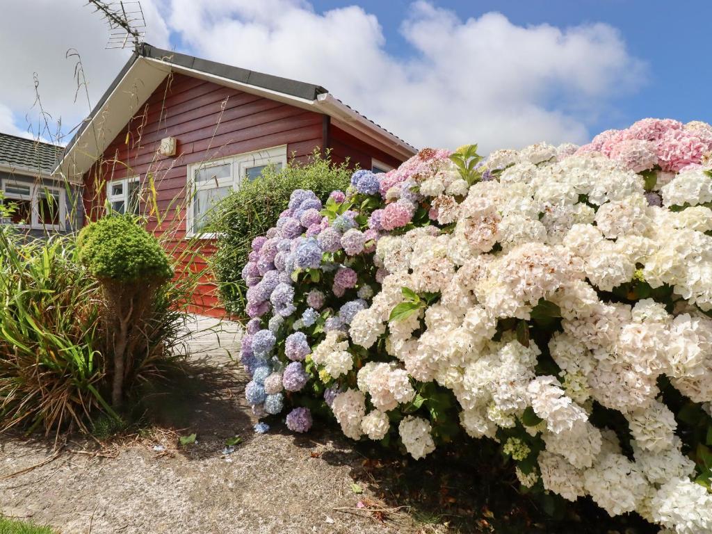 a hedge of flowers in front of a house at Trevone - Chalet 130 in Padstow