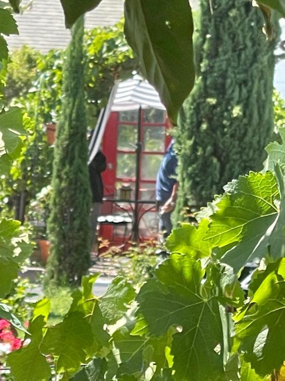 Ein Mann steht in einem Garten mit einem roten Gewächshaus. in der Unterkunft Chardonnay Lodge in Napa