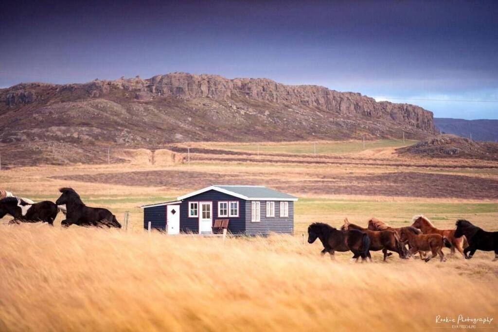 a herd of horses running in a field with a house at Cosy Cottage-Álfabakki-with hot tub in Stóri-Bakki