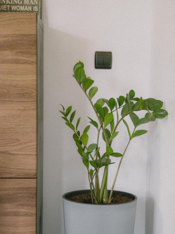 Fotografia z galérie ubytovania Willa Piwniczka Apartament Jahlowej v destinácii Piwniczna