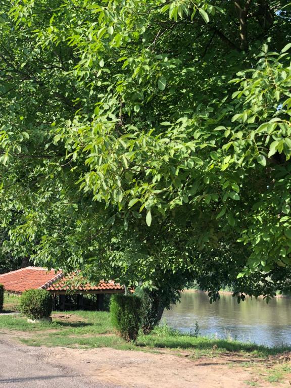 Apartmani Morava 54 في Kočino Selo: شجرة بجانب نهر وخلفه مبنى