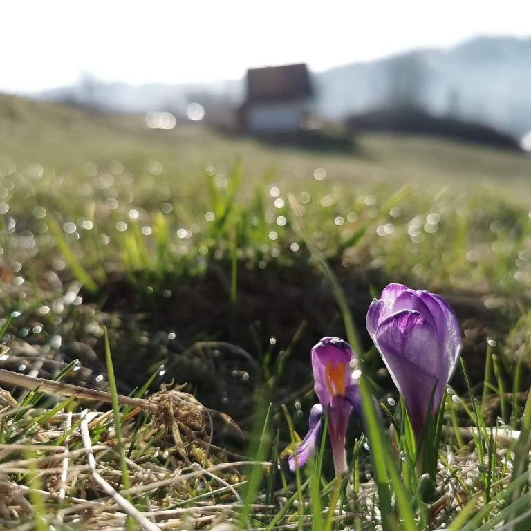 Príroda v okolí horskej chaty