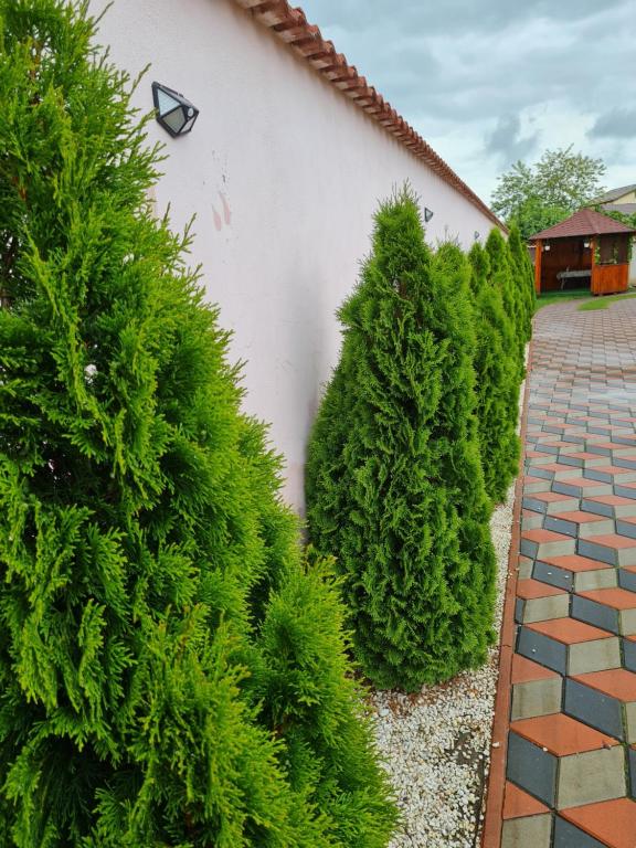 Zahrada ubytování Vila NICHOLAS