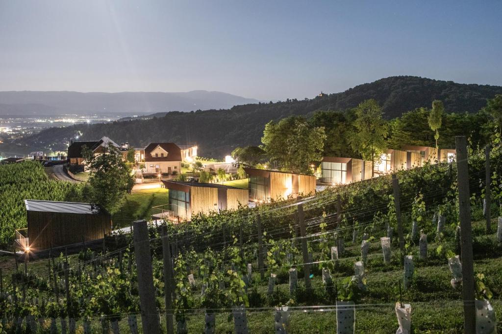 a vineyard with a bunch of vines at Tri lučke Hotel & Restaurant in Krško