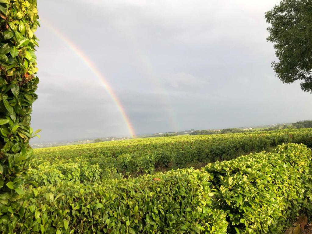 a rainbow over a field of soybean crops at La Gatille in Villié-Morgon