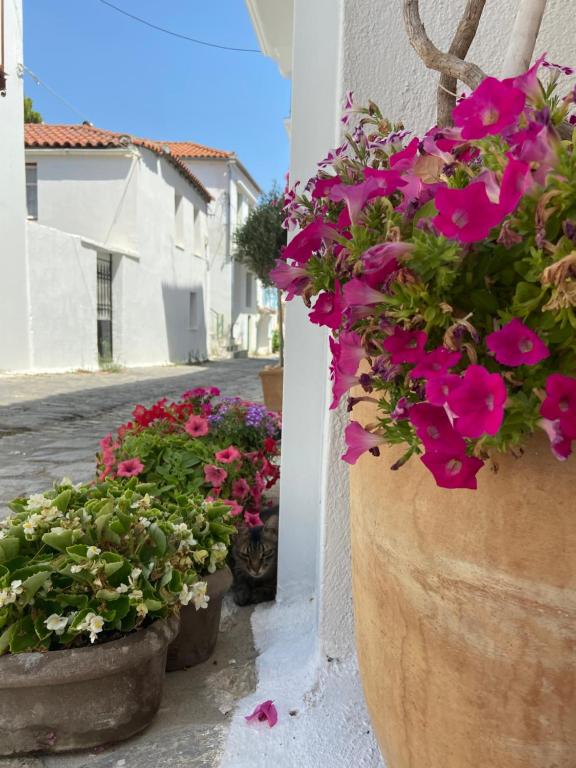 Kép Raphael Skiathos Living-Venetia szállásáról Szkiáthoszban a galériában