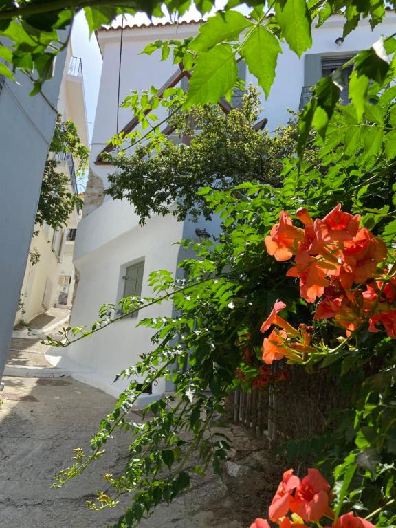 A garden outside Raphael Skiathos Living-Venetia