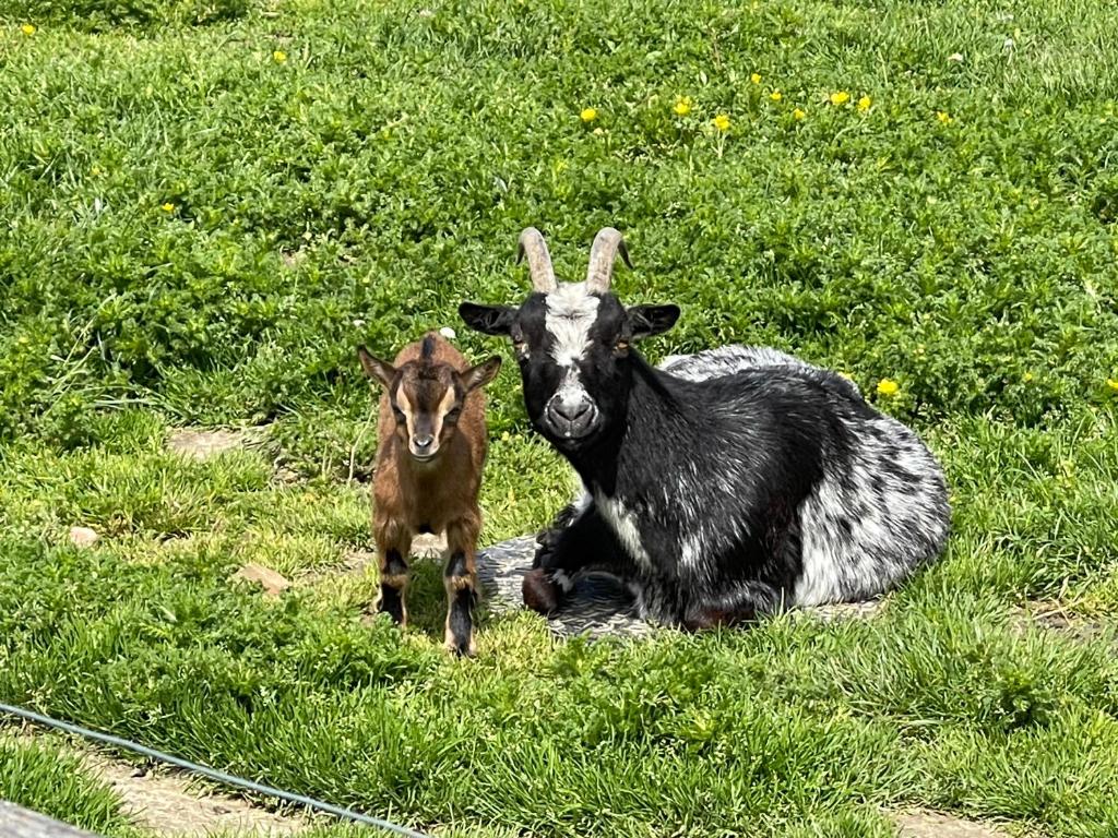 Zvířata v farmy nebo okolí