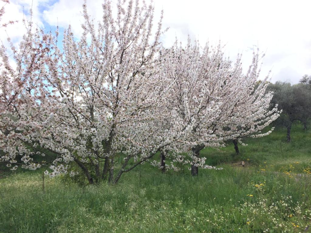Ogród w obiekcie Casa Rural Finca El Tornero
