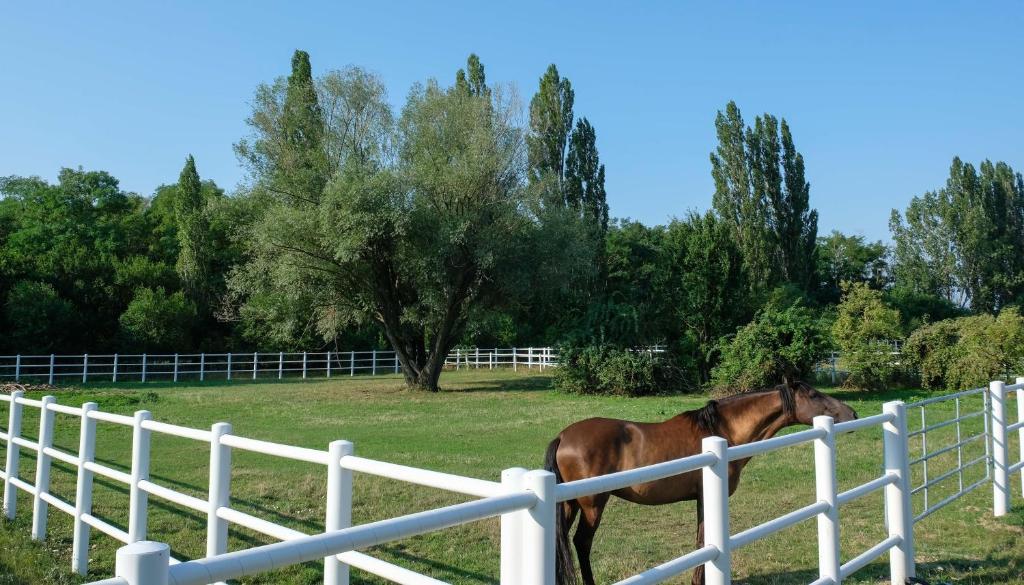 ein braunes Pferd steht neben einem weißen Zaun in der Unterkunft Equiliber Reitkunstzentrum Burgenland in Wulkaprodersdorf