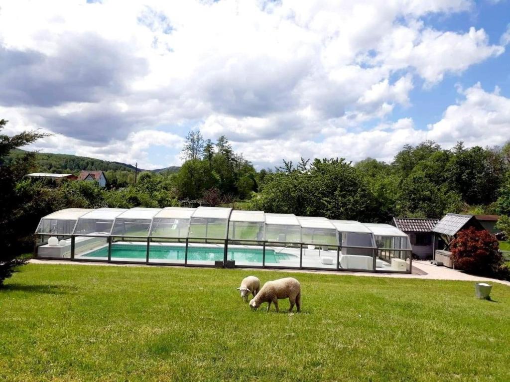 Dinsheim的住宿－Les Papillons de la Bruche，两只羊在房子前面的田野上放牧