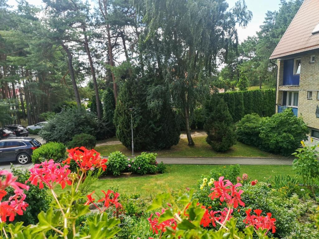 um jardim com flores vermelhas e arbustos em frente a uma casa em Marių studija em Nida