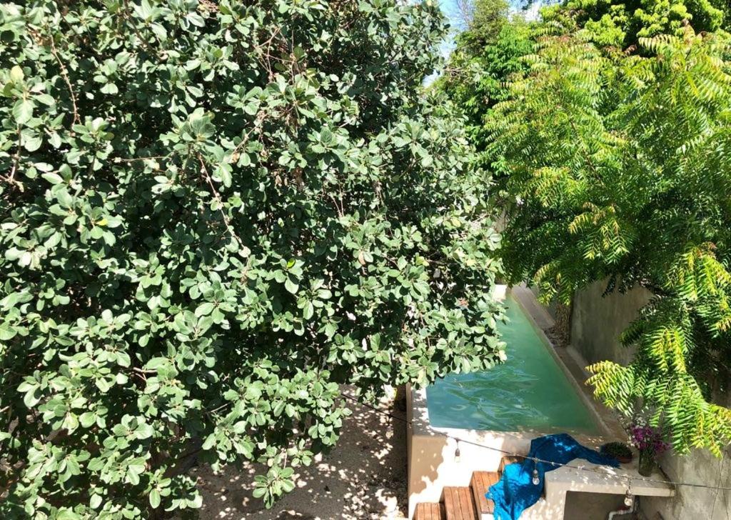 an overhead view of a tree and a swimming pool at Casa "La 44" in Mérida