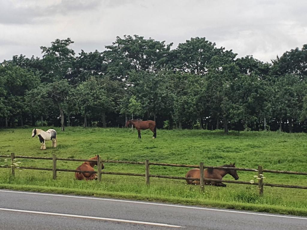 Mga animal sa holiday home o sa malapit