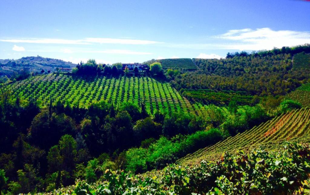 an aerial view of a green hillside with trees at Cà di Luna in Diano dʼAlba