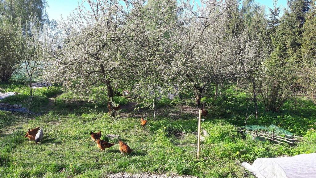 Vonkajšia záhrada v ubytovaní Siedlisko Pauza