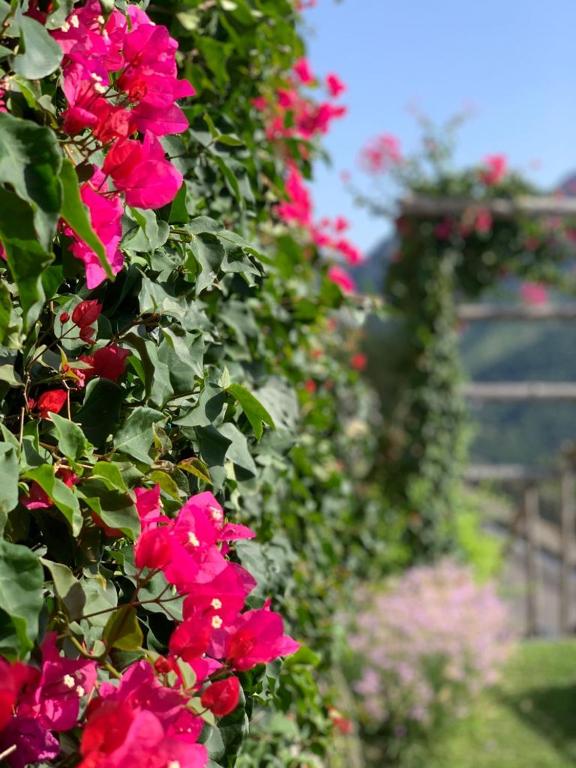 Vonkajšia záhrada v ubytovaní Villa Gelsomina