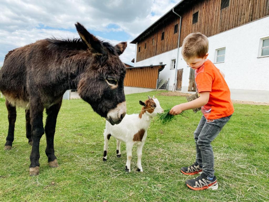 Állatok az apartmanban vagy a közelben