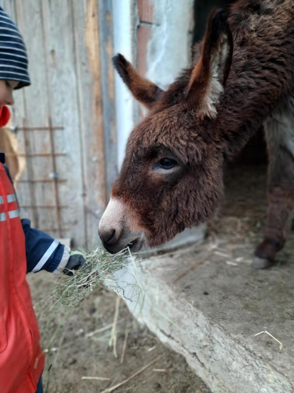 Állatok az apartmanban vagy a közelben