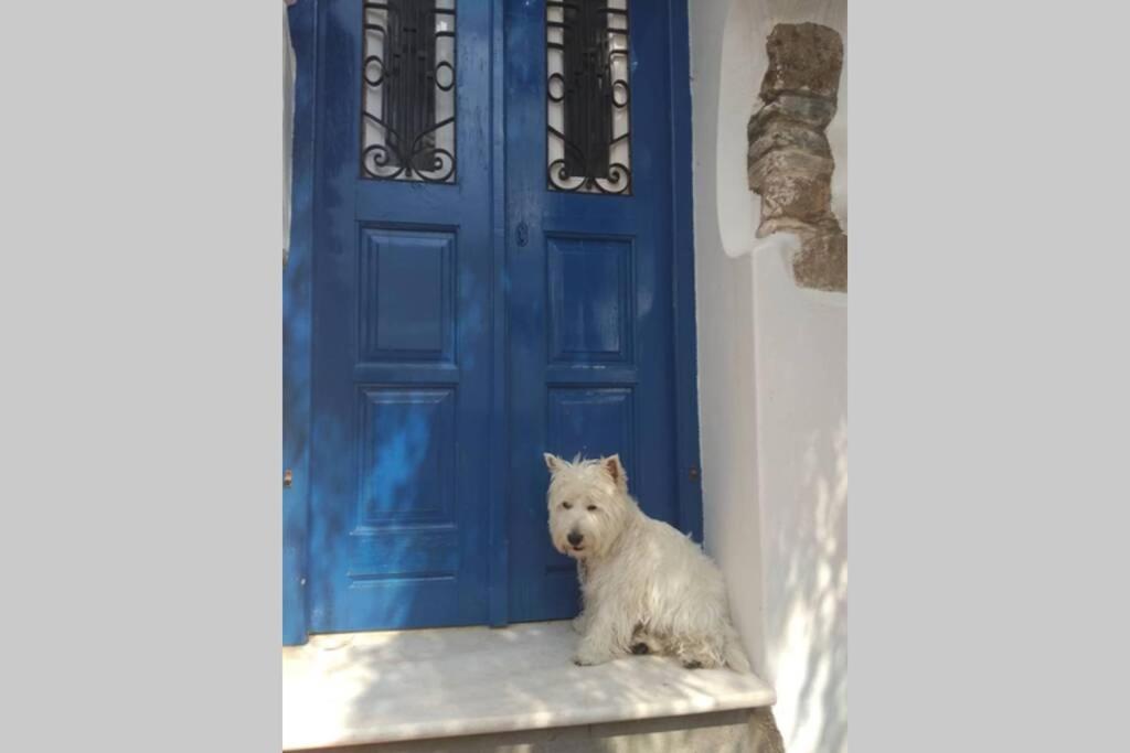 a white dog sitting in front of a blue door at Blue & White: An Absolute Aegean dream house in Galini