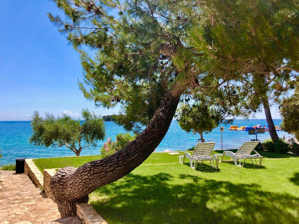 a tree in a park with chairs and the water at Al Mare Apartments in Rovinj