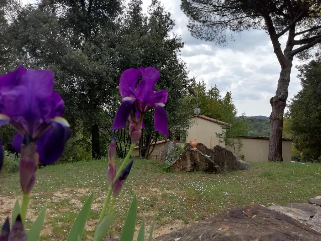 Vonkajšia záhrada v ubytovaní Casa Jacaranda