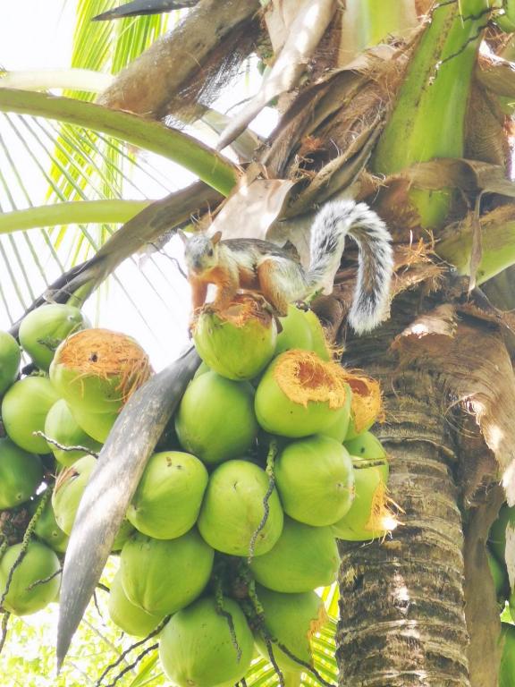 Fotografie z fotogalerie ubytování Villa Guarias v destinaci Puntarenas