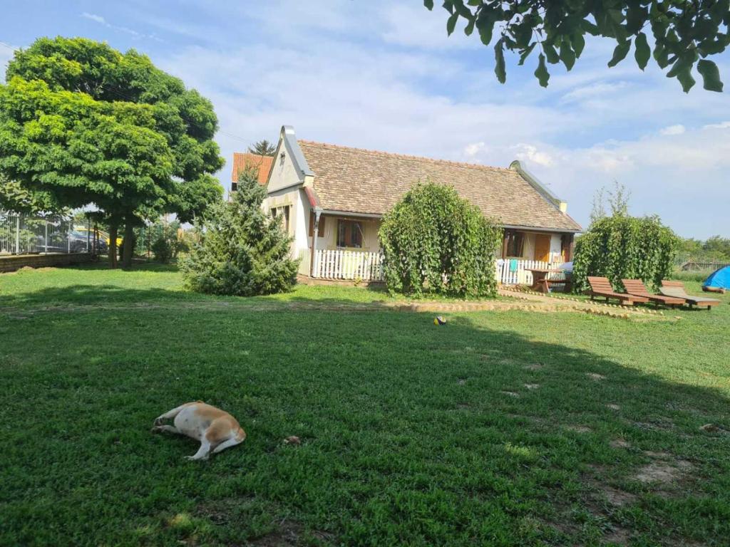 a cat laying in the grass in front of a house at Villa Diiva Čurug in Čurug