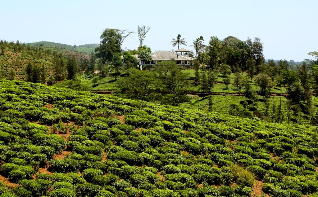 a field of tea plantations with a house in the background at Parisons Plantation Experiences by Abad in Mananthavady