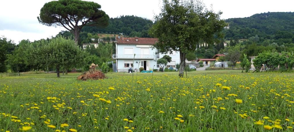 Affittacamere La Foresta di Sopra في بارغا: حقل من الزهور الصفراء أمام المنزل