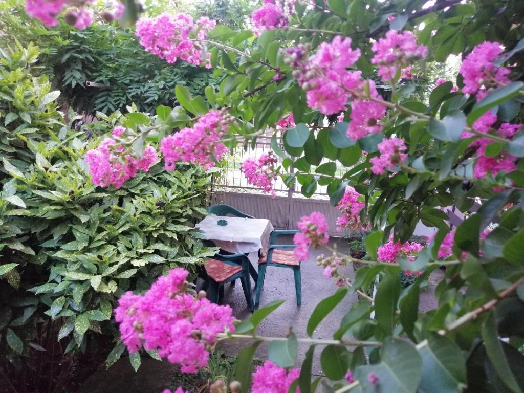 Zahrada ubytování Apartman Nana Jagodina