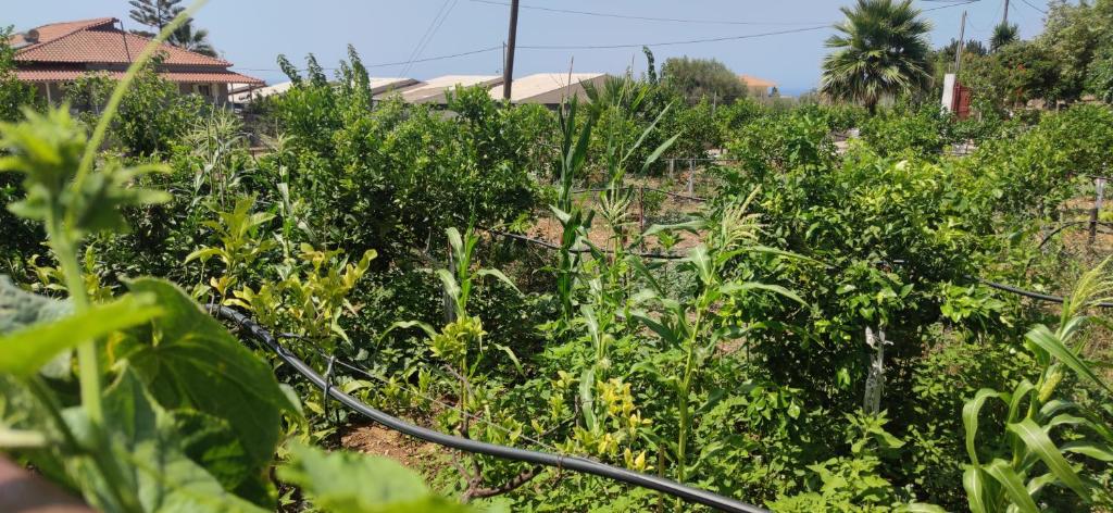 Fotografia z galérie ubytovania Rontaki Farm v destinácii Kyparissia