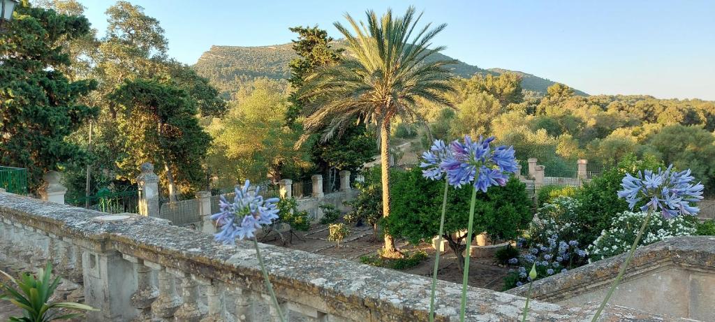 ogród z palmami i kamienną ścianą w obiekcie Casa Castellitx Mallorca w mieście Castellitx