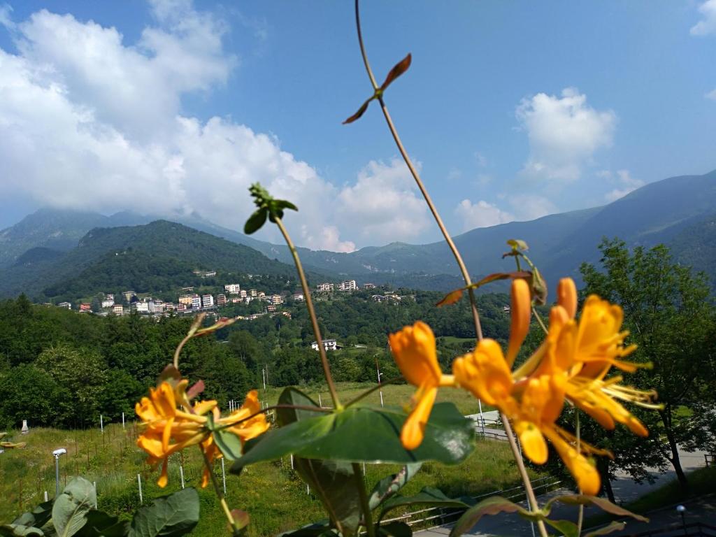 un gruppo di fiori gialli con montagne sullo sfondo di LA TAVERNETTA DEL RICCIO a Rota d'Imagna