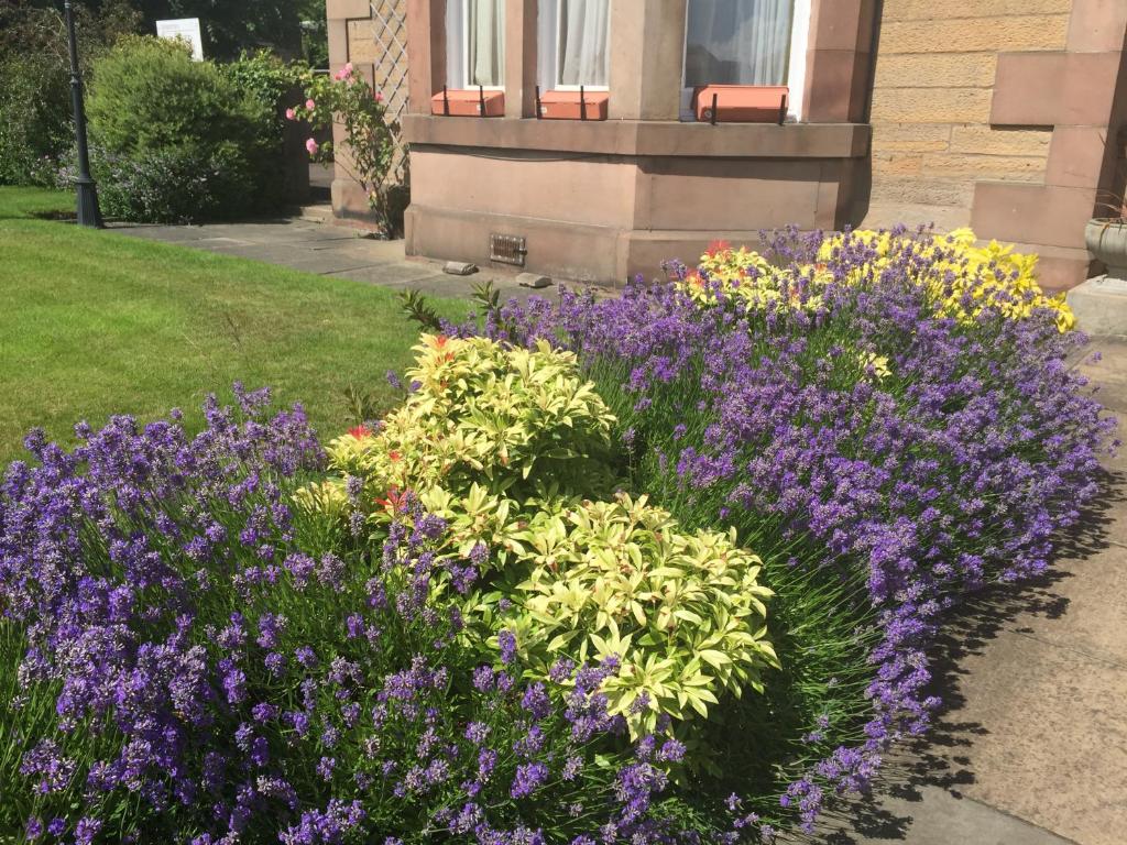 un jardín de flores púrpuras frente a una casa en Dorstan House, en Edimburgo