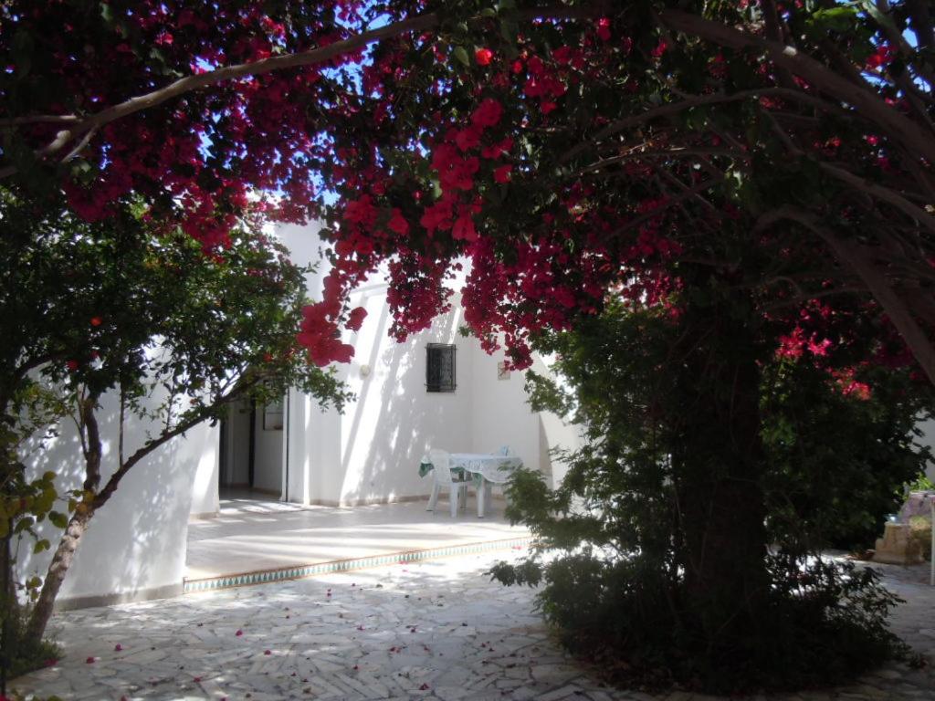 馬赫迪耶的住宿－House with Wala Garden，白色的建筑,有树木和红色的花