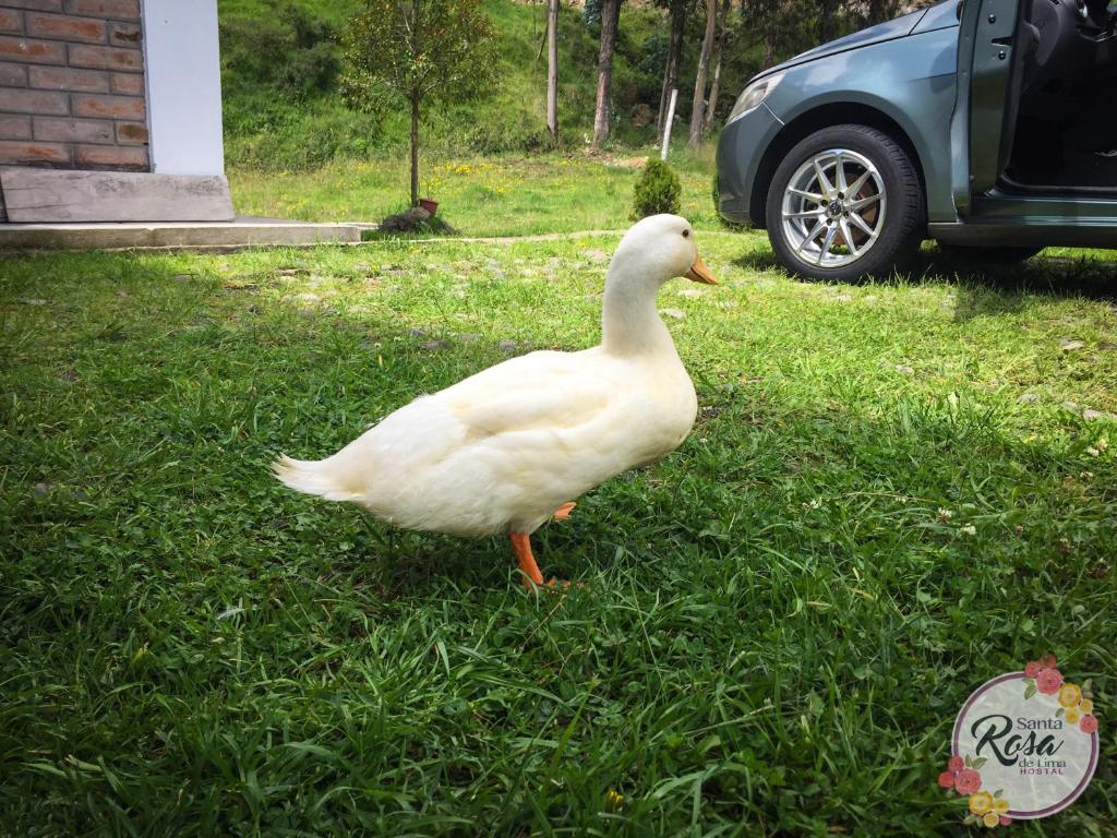Zvířata v penzionu – hostince nebo okolí