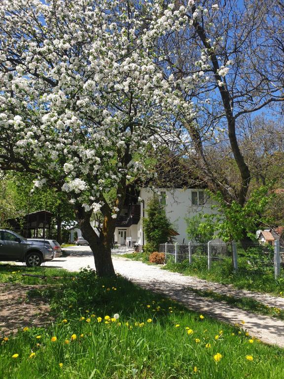 シモンにあるCasa Girbaceaの通りの白い花の木