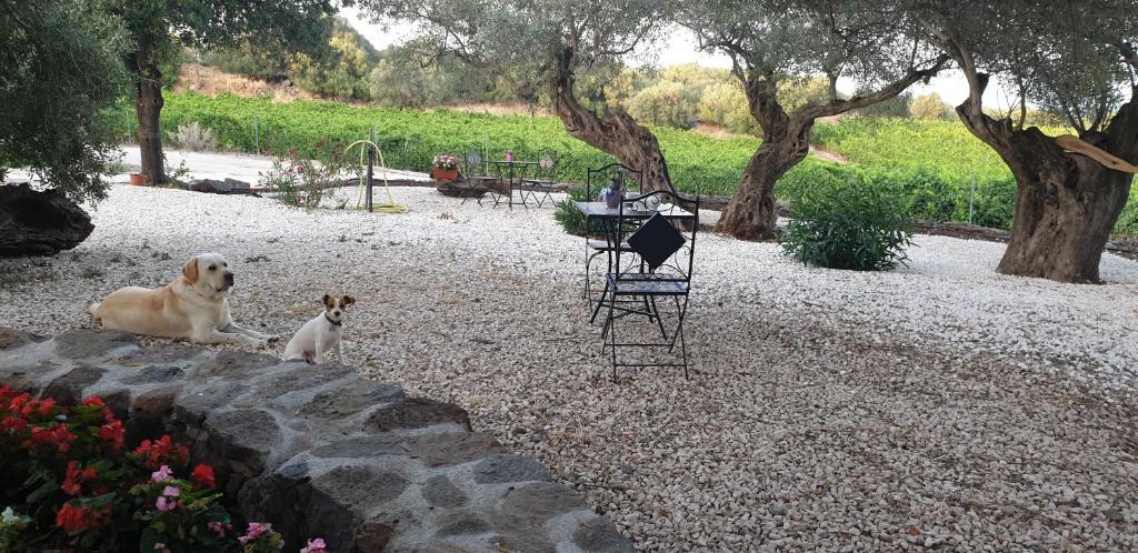 Domácí mazlíčci ubytovaní s hosty v ubytování Agriturismo Su Barcu