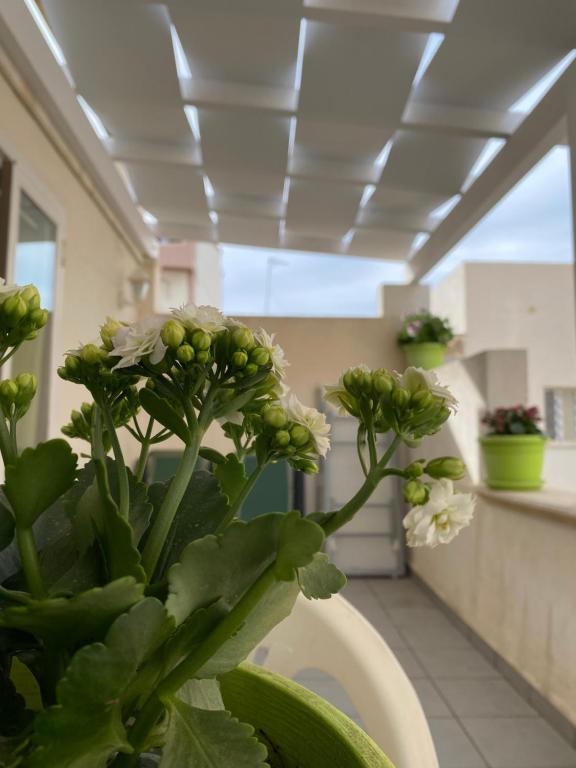 a green plant with white flowers in a room at La Corte 22 in Marsala