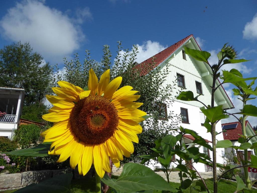 a large yellow sunflower in front of a house at erholungsraum Karsee - Ferienwohnung in Wangen im Allgäu