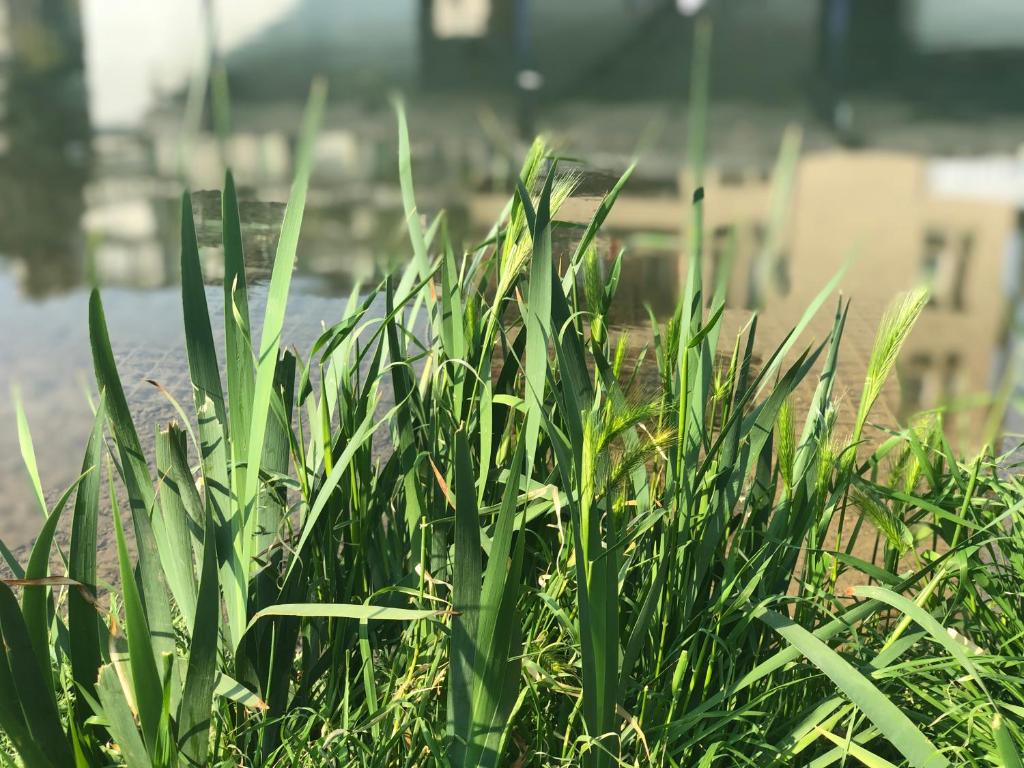 Zahrada ubytování Residenza Fiori di Grano