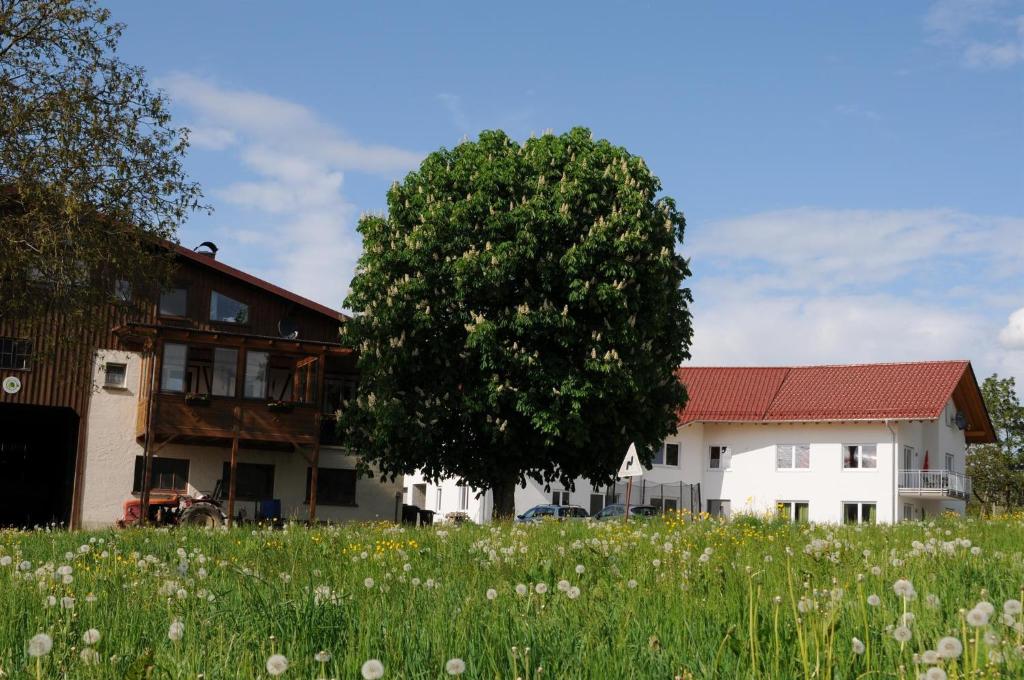 un arbre dans un champ à côté d'un bâtiment dans l'établissement Ferienhof Hopfgärtle Müller, à Bodnegg