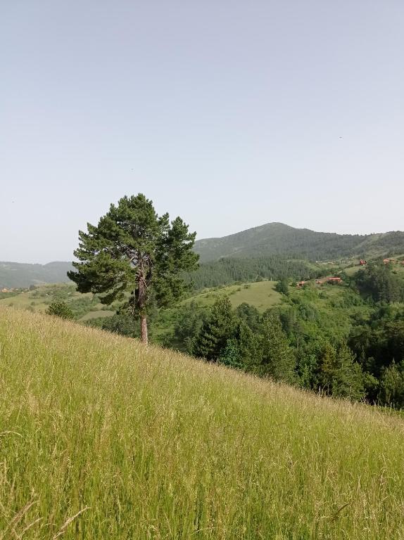 a tree sitting on top of a grassy hill at Laki Marjanovic in Zlatibor