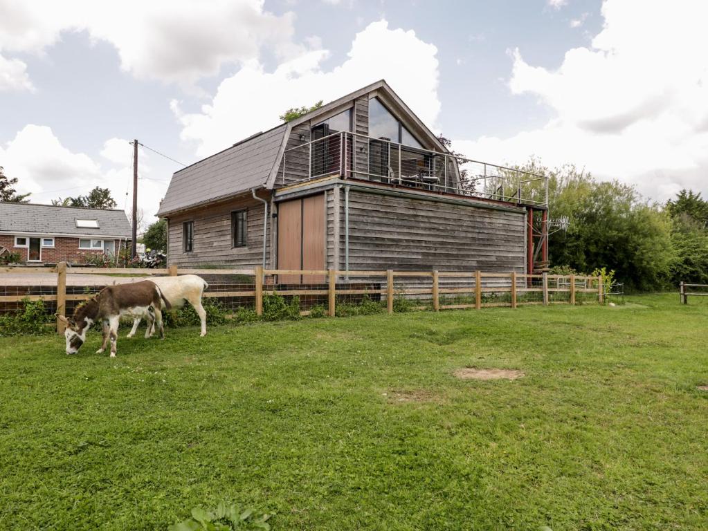 a cow grazing in a field in front of a house at Cointree in Sturminster Newton