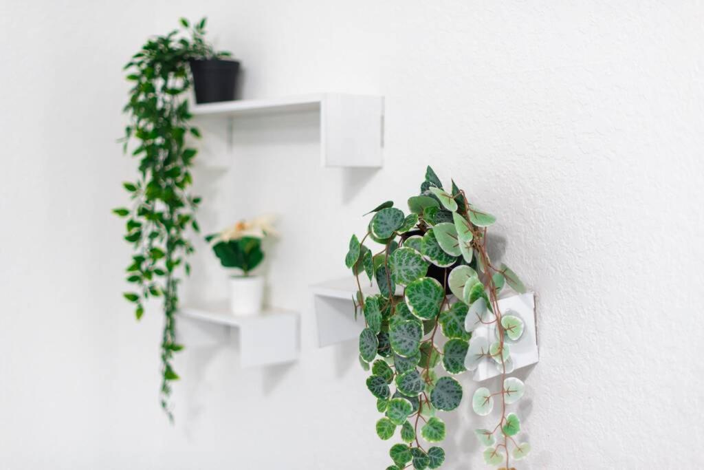 a plant hanging on a wall next to a white wall at New house on the block near Miami Airport. in Miami