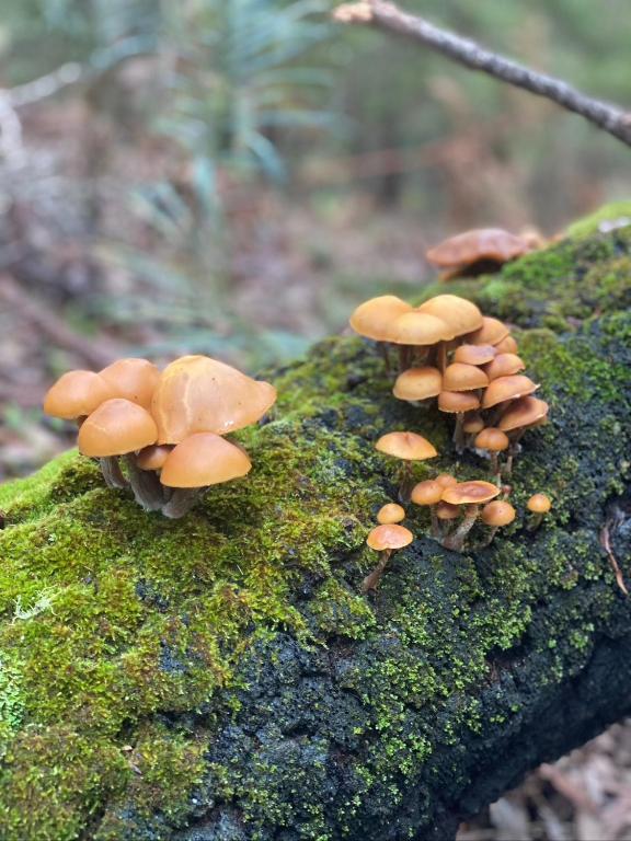 Fotografie z fotogalerie ubytování Donnelly Lakes v destinaci Pemberton
